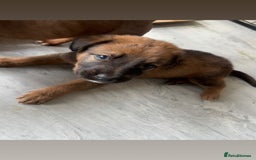 Mixed Breed dogs for sale: Beautiful Puppies For Sale!!! - Image 7