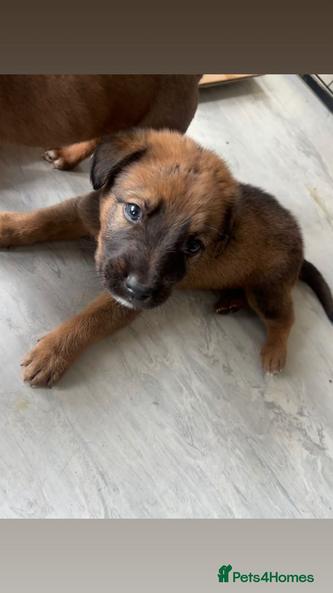 Mixed Breed dogs for sale: Beautiful Puppies For Sale!!! - Image 7