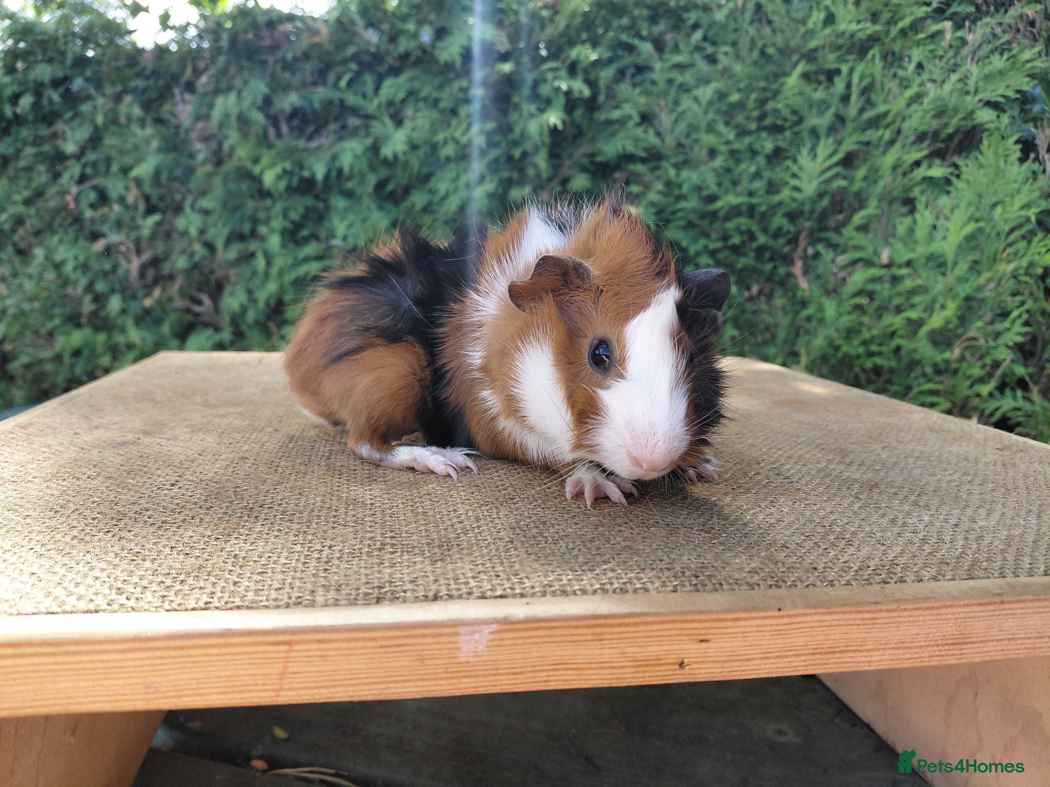 Guinea Pig rodents Baby guinea-pigs  - Advert 4