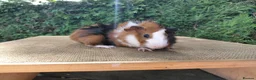 Guinea Pig rodents for sale: Baby guinea-pigs  - Advert 1