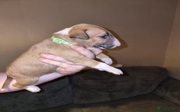 English Bull Terrier dogs for sale: English bull terrier  - Image 24