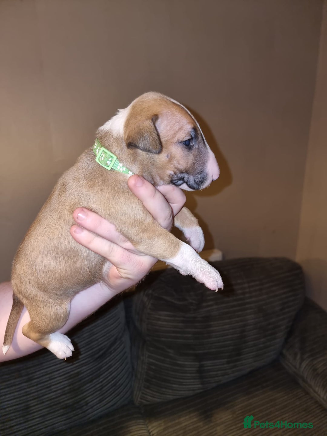 English Bull Terrier dogs for sale: English bull terrier  - Image 24