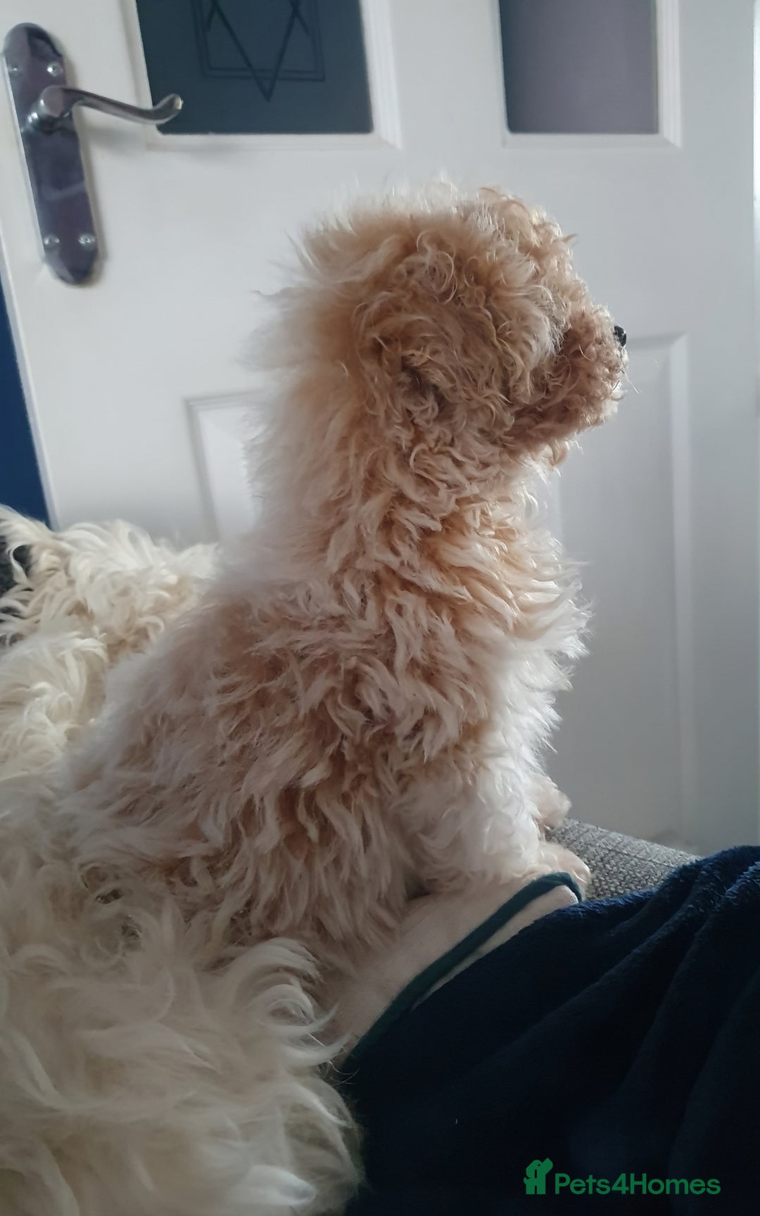 Maltipoo dogs for sale: 🌟💛🌟Precious Biscuit Princess 🌟💛🌟  - Advert 10