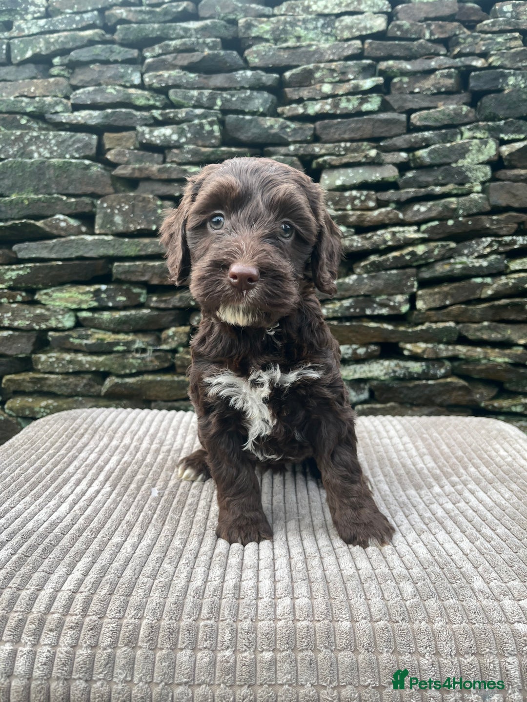Cockapoo dogs for sale: Cockerpoo puppies  - Advert 6