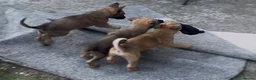 Mixed Breed dogs for sale: Litter of 10 Gsd X Mal  - Advert 5