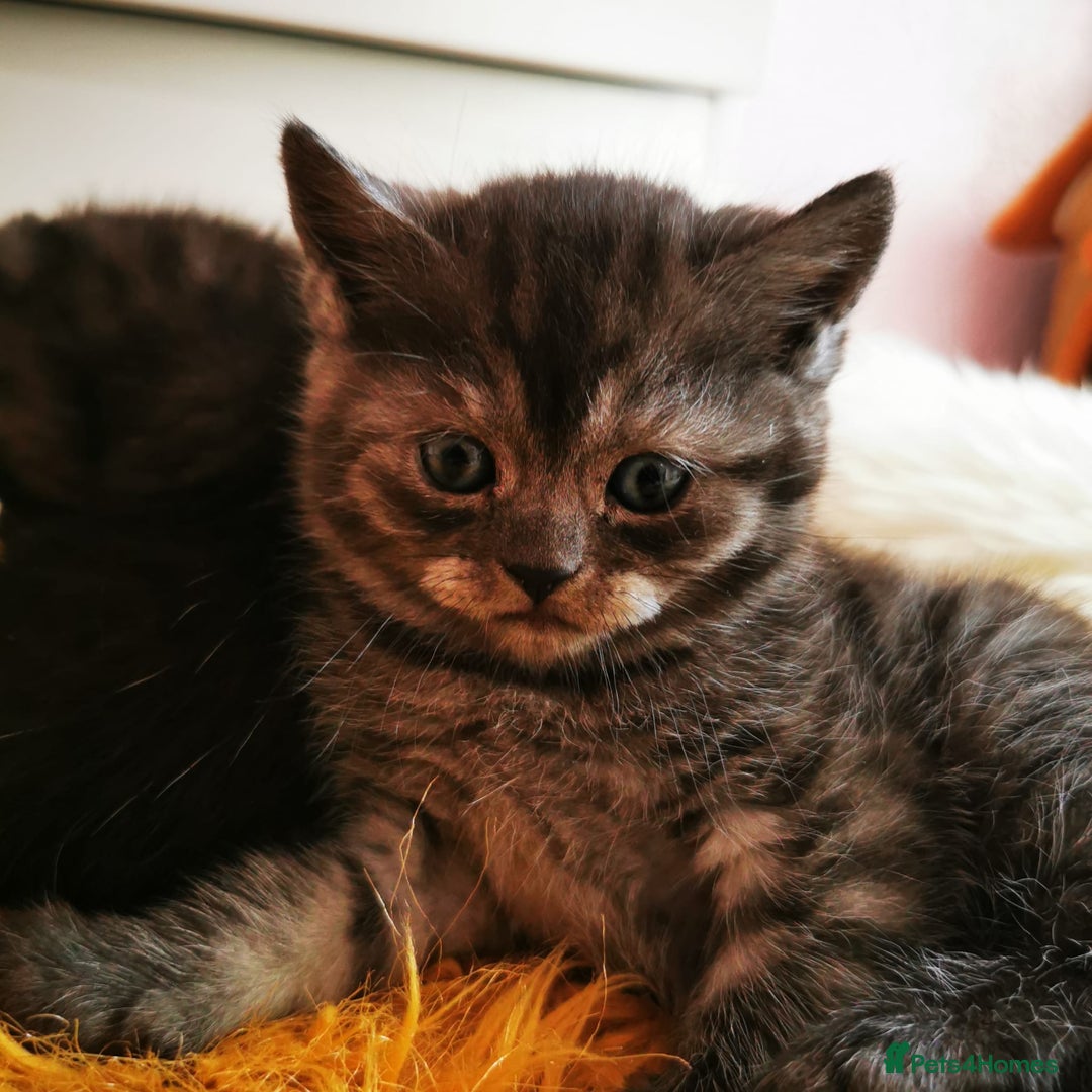 British Shorthair cats for sale: ❤️Gorgeous Scottish Fold/Straight kittens❤️ - Image 20