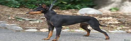 Mixed Breed dogs for sale: English Toy Terrier X Parti Colour Toy Poodle. in Wirral - Advert 4