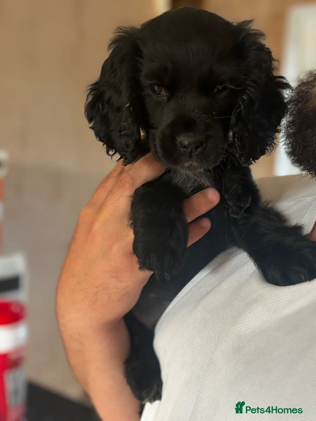 Cocker Spaniel dogs for sale: Cocker spaniel  - Advert 1