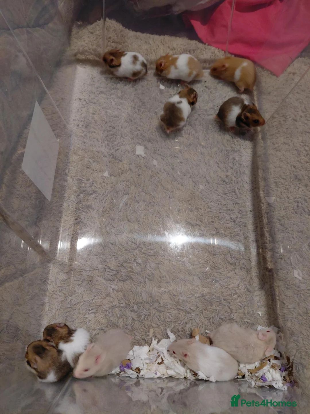 Hamster rodents for sale: Syrian hamster - Advert 5