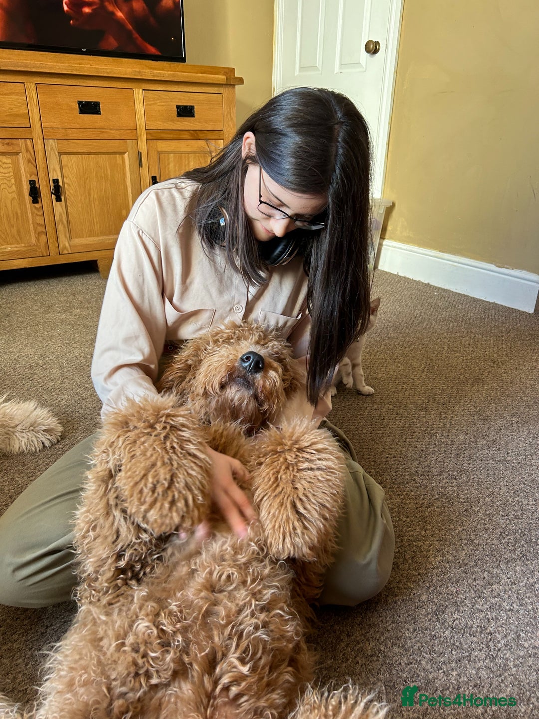 Bernedoodle dogs for stud: Bernedoodle Stud - Image 3