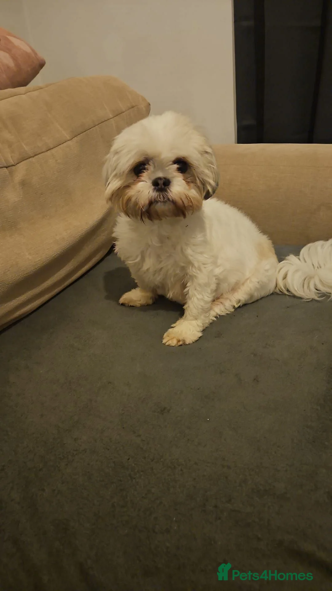 Shih Tzu dogs for sale: Shih Tzu Puppies – 3 Available in Bristol - Advert 1