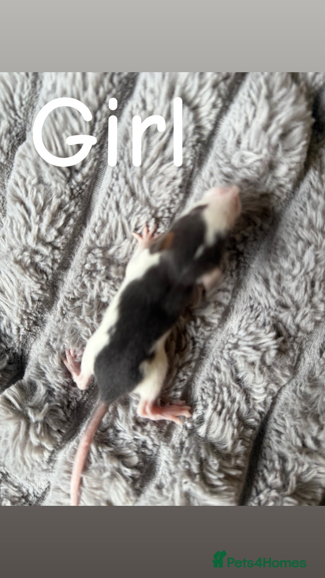 Rat rodents for sale: Baby rats mixed  - Advert 5