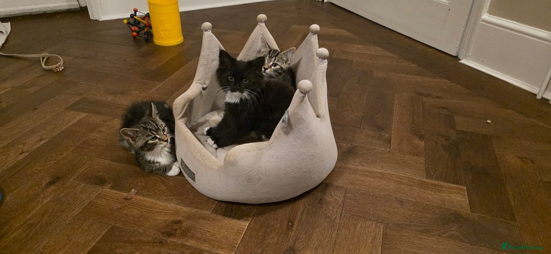 Maine Coon cats for sale: Tabby Maine coon x kittens. Ready to leave - Image 12