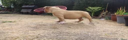 American Bully dogs for sale: American Pocket Bully’s  - Advert 29