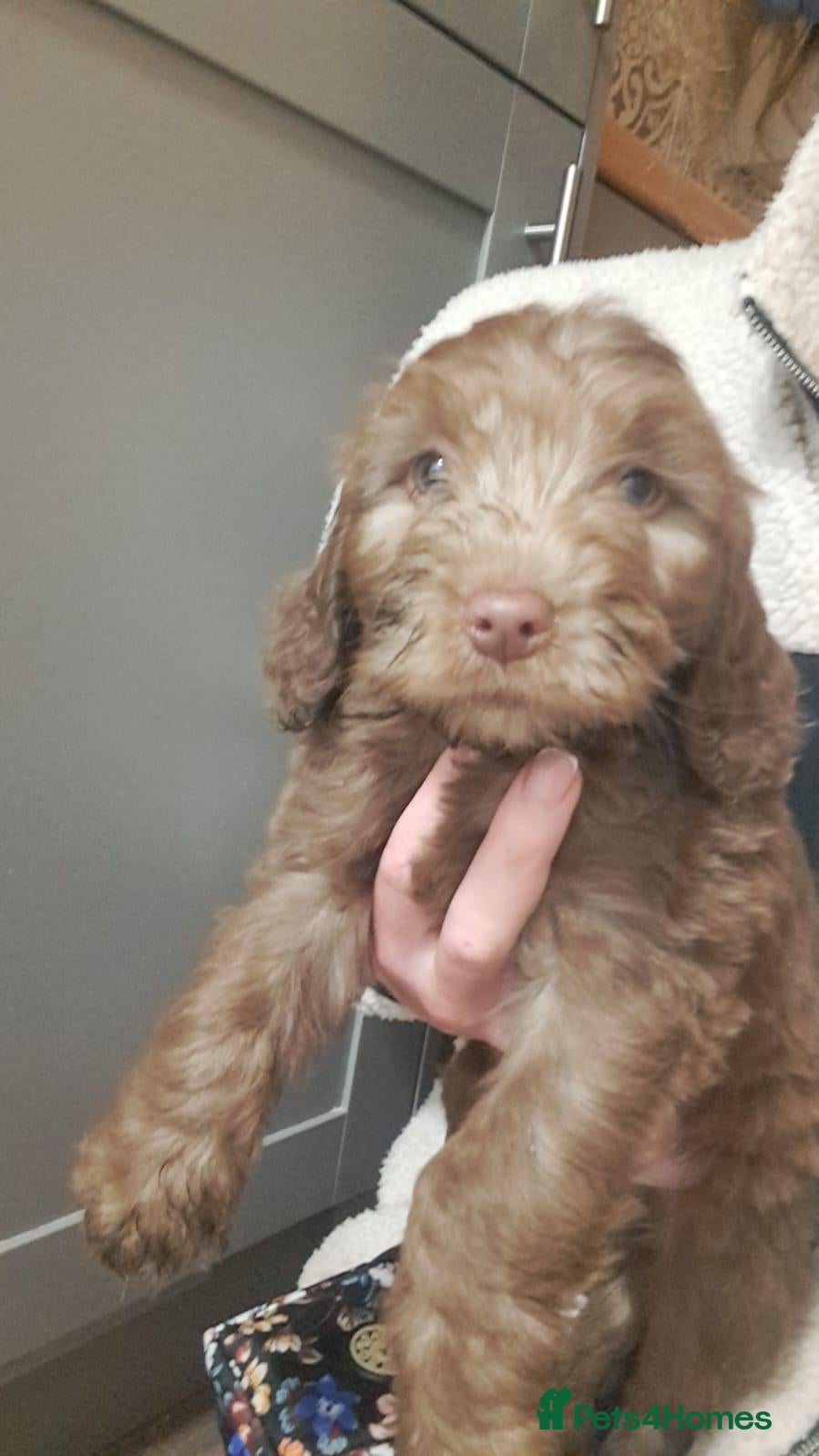 Mixed Breed dogs Cockapoo X Patterdale  - Advert 10