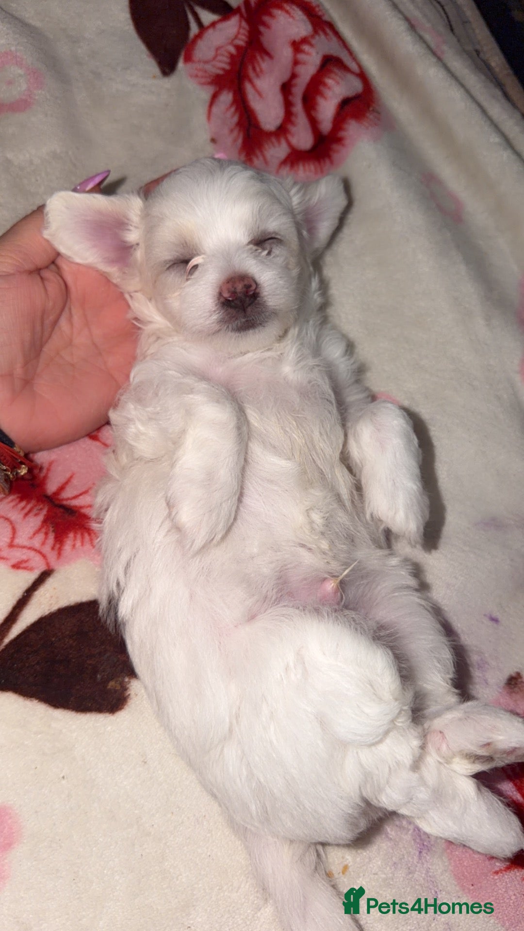 Bichon Frise dogs 1 Bichon Frisé puppie looking for her new home - Advert 7