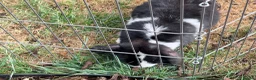 Mixed Breed rabbits for sale: Two female lop bunnies  in Redditch - Advert 4