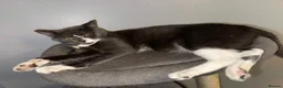Domestic Shorthair cats for sale: Sandwich - Advert 4