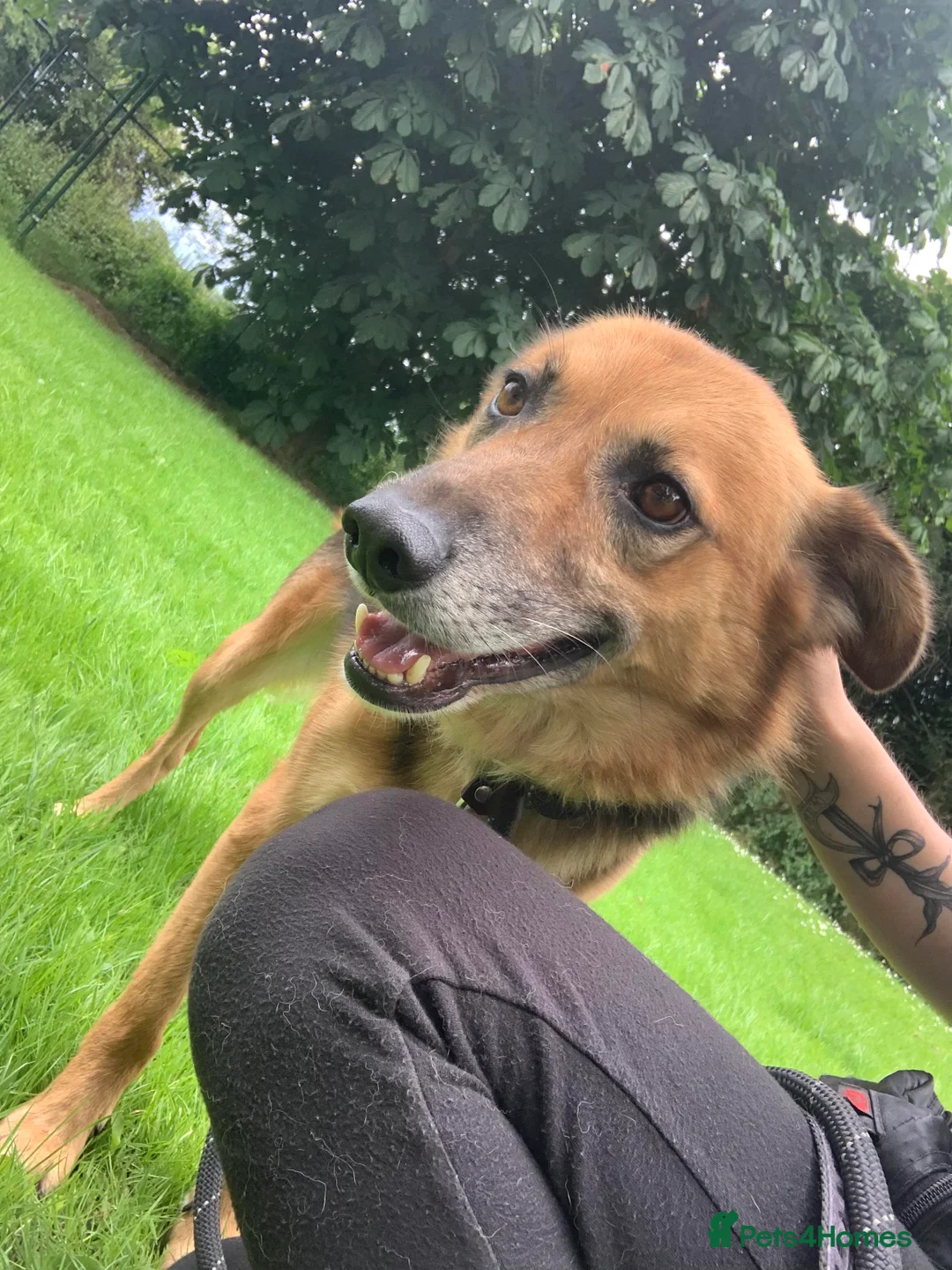 Mixed Breed dogs for adoption: Meet Star, currently residing in Cheshire  in Nantwich - Advert 9