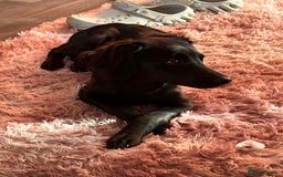 Mixed Breed dogs for sale: Jackapoo - Image 2