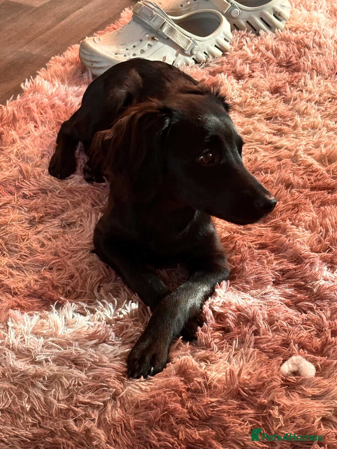 Mixed Breed dogs for sale: Jackapoo - Image 2
