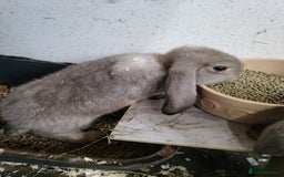 French Lop rabbits for sale: Giant French lops  - Image 19