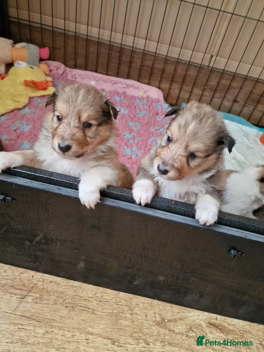 Shetland Sheepdog dogs for sale: Sable/White sheltie male puppies - Advert 1