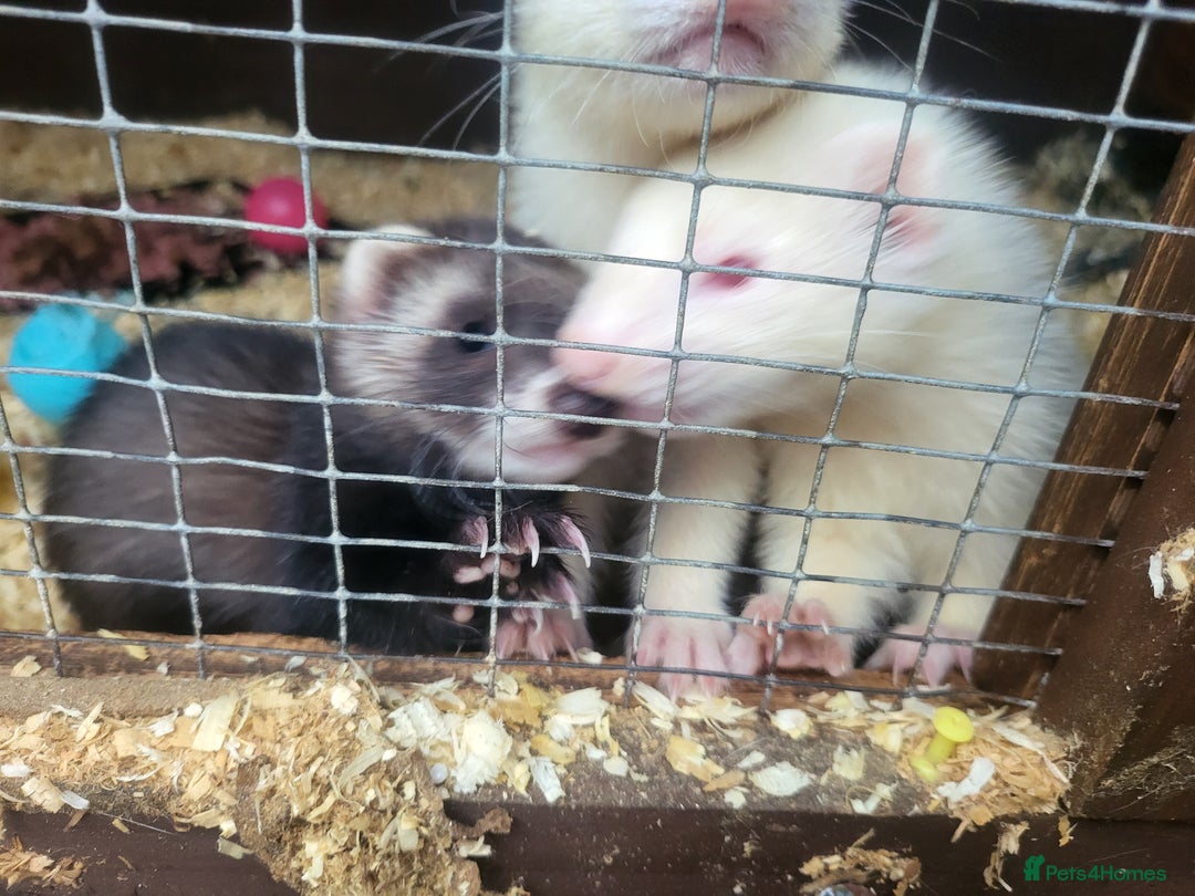 Ferret rodents for sale: Workers/ semi angoras  - Image 7