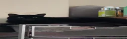 British Shorthair cats for sale: 2 cats for adoption in Leyland - Advert 2