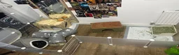 Mixed Breed rabbits for sale: 2 male baby bunnies  in Harrogate - Advert 7