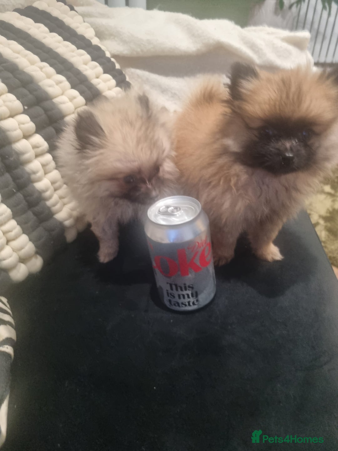 Pomeranian dogs for sale: Xxs Pomeraniums  - Image 5
