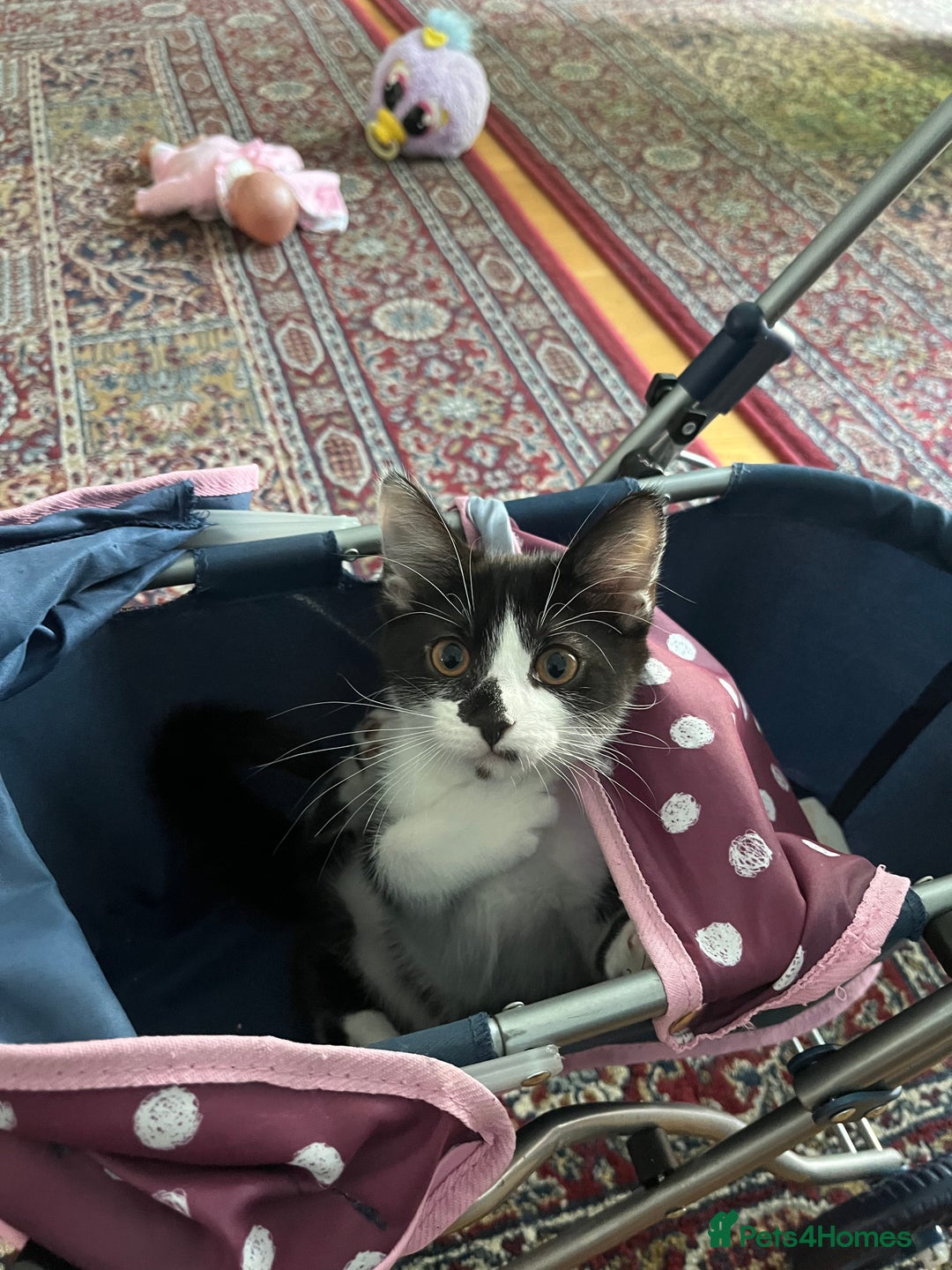 Mixed Breed cats for sale: An adorable kitten  - Image 1