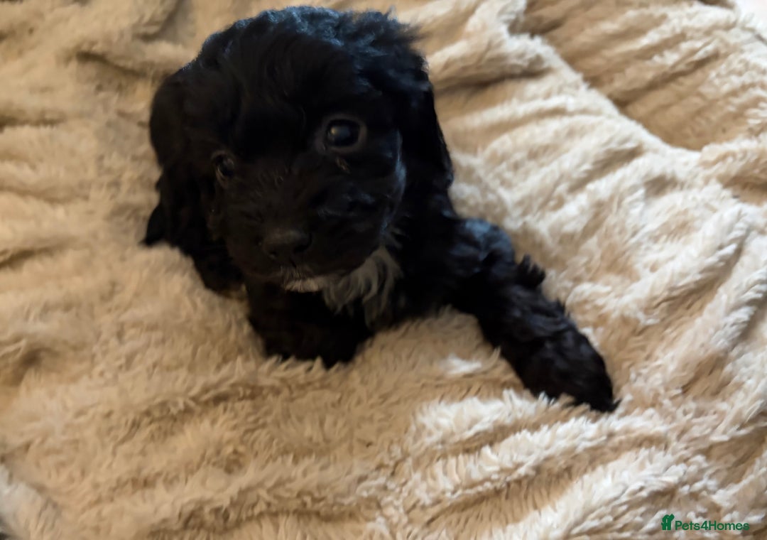Cockapoo dogs for sale: Beautiful litter of Cockapoo puppies F1 - Advert 14