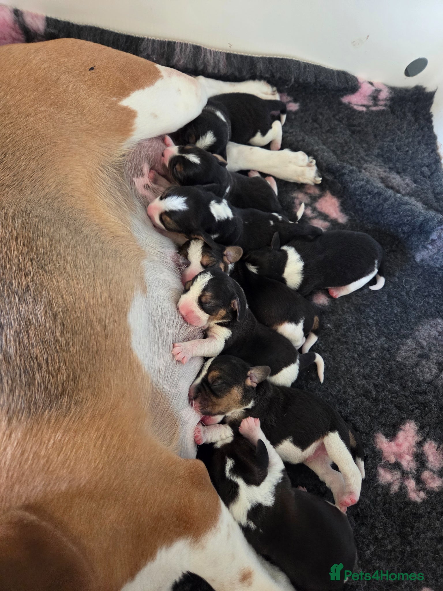 Beagle dogs Kc registered beagle puppies 🐶  - Advert 2