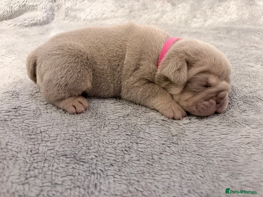 English Bulldog dogs for sale: KC English Bulldog Puppies Exceptional Quality  - Advert 19
