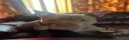 American Bully dogs for sale: Pocket bully  - Advert 3