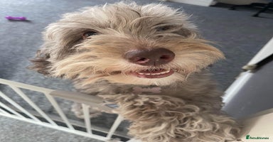 Cockapoo dogs - Advert 4