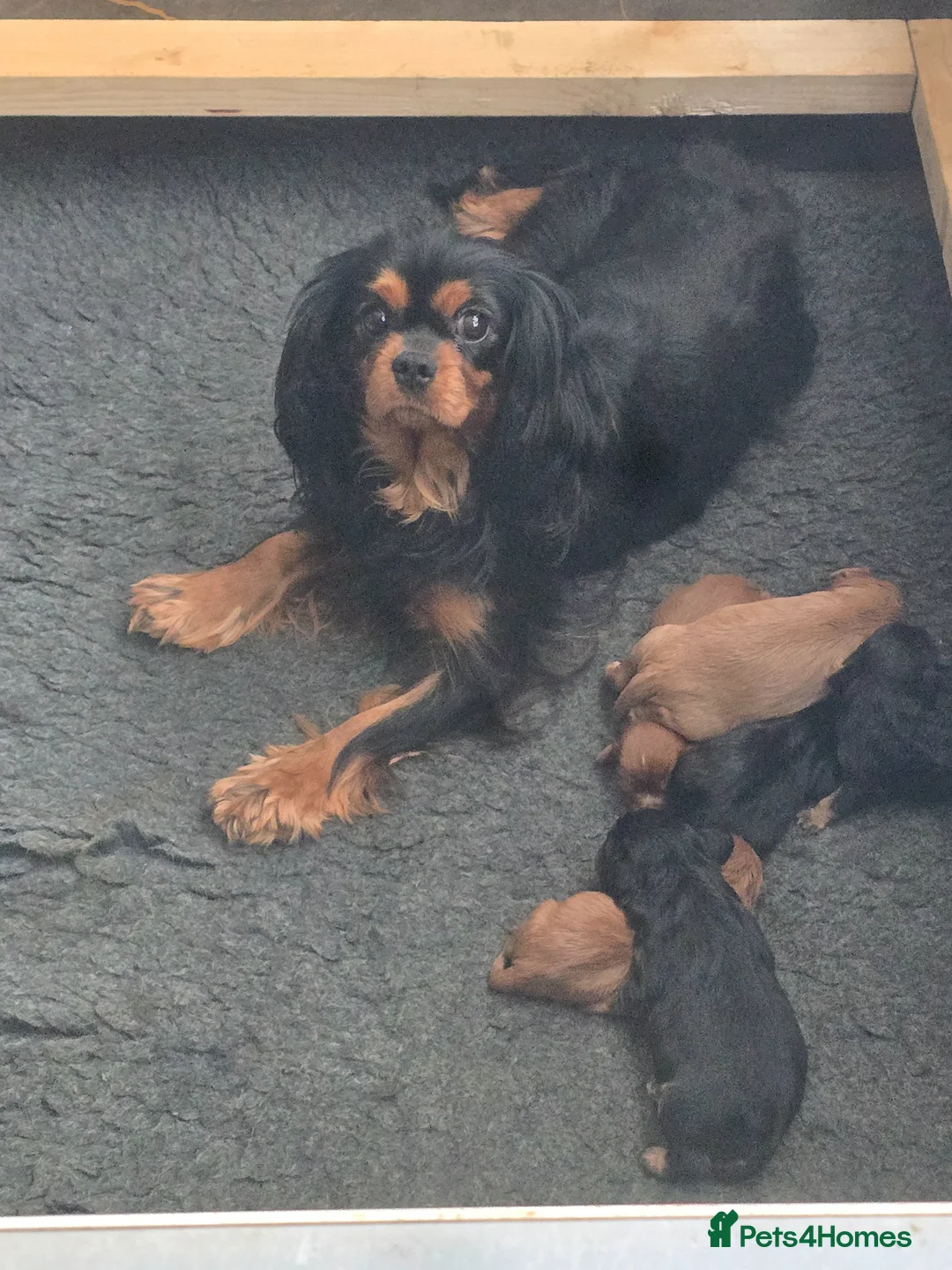 Cavalier King Charles Spaniel dogs for sale: Stunning Cavalier king charles puppies  - Advert 1