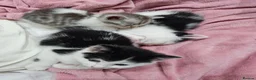 Mixed Breed cats for sale: 2 different litters, tiny kittens  - Advert 18