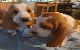 Basset Hound dogs for sale: Basset Hound Puppies 2 R&W boys available - Image 11
