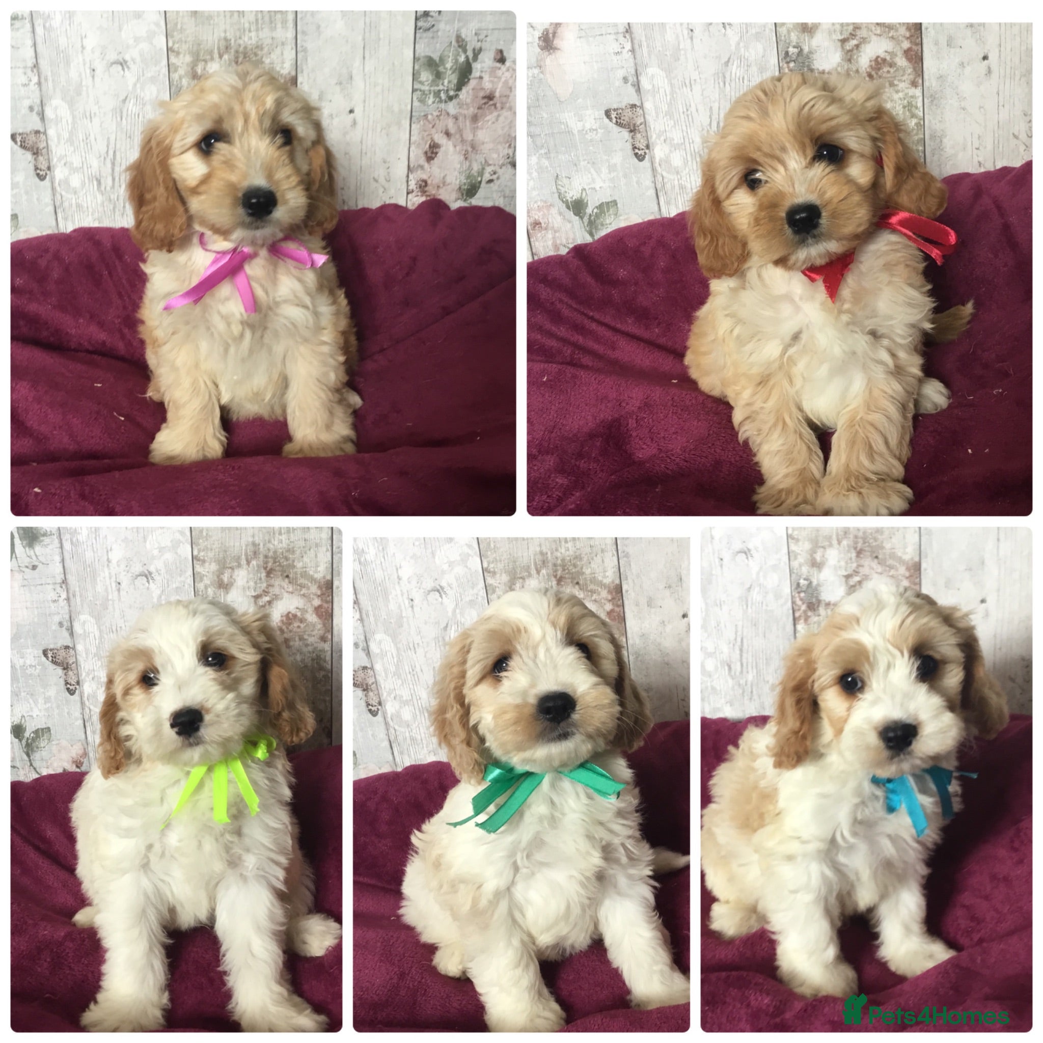 Mixed Breed dogs Adorable Cockalierpoo pups ( so cute) - Advert 1