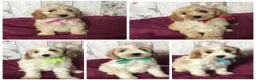Cavapoo dogs for sale: Adorable Cockalierpoo pups ( so cute) - Advert 14