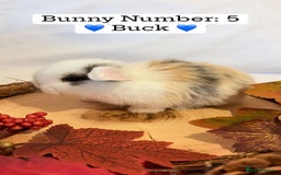 Mini Lop rabbits for sale: Gorgeous Pure Bred Mini Lops 💛 | RESERVE NOW 🐰 - Image 14