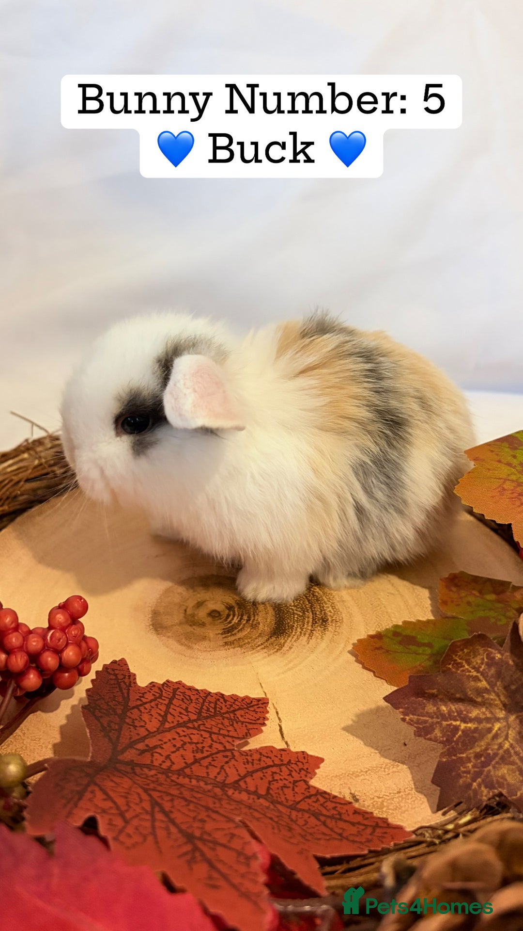 Mini Lop rabbits for sale: Gorgeous Pure Bred Mini Lops 💛 | RESERVE NOW 🐰 - Image 14