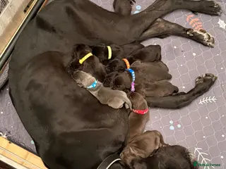 Great Dane dogs Brilliant Great Dane pups - Advert 1