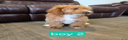 Labradoodle dogs for sale: Adorable F1B Miniature Labradoodle Pups 🐾🩷 - Advert 7