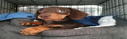 Miniature Dachshund dogs for stud: Miniature short hair dachshund to stud.  in Gateshead - Advert 9