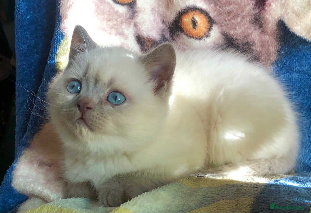 British Shorthair cats for sale: Purebred colourpoint BSH kittens  - Image 3