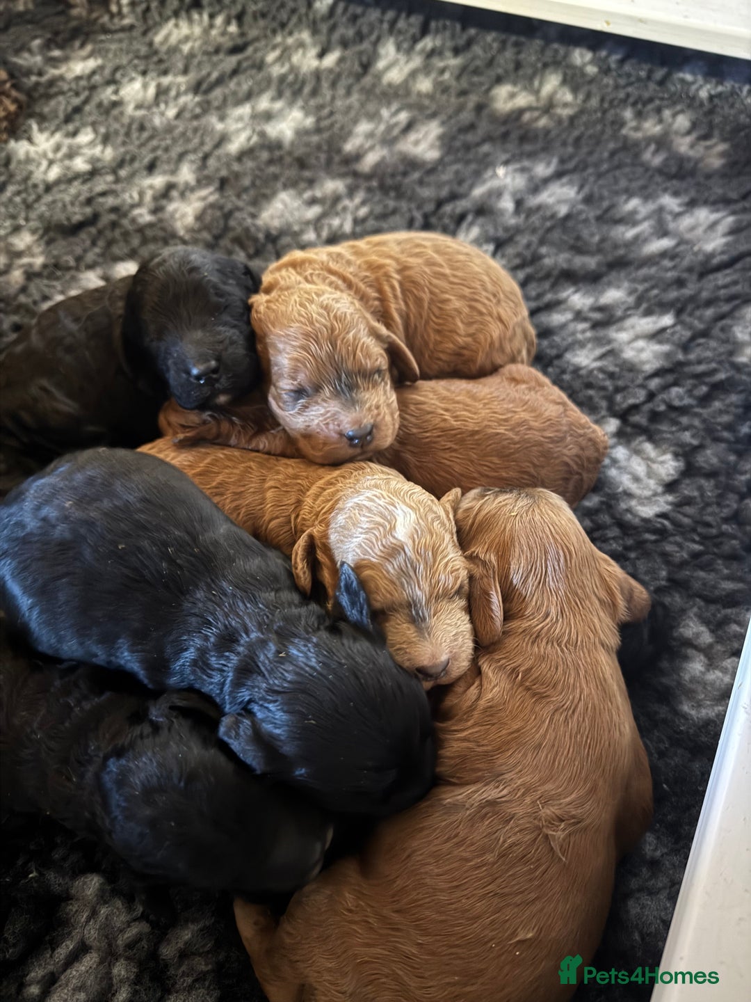 Cockapoo dogs for sale: Show Cockapoo F1b pups 5* Licensed breeder - Advert 3