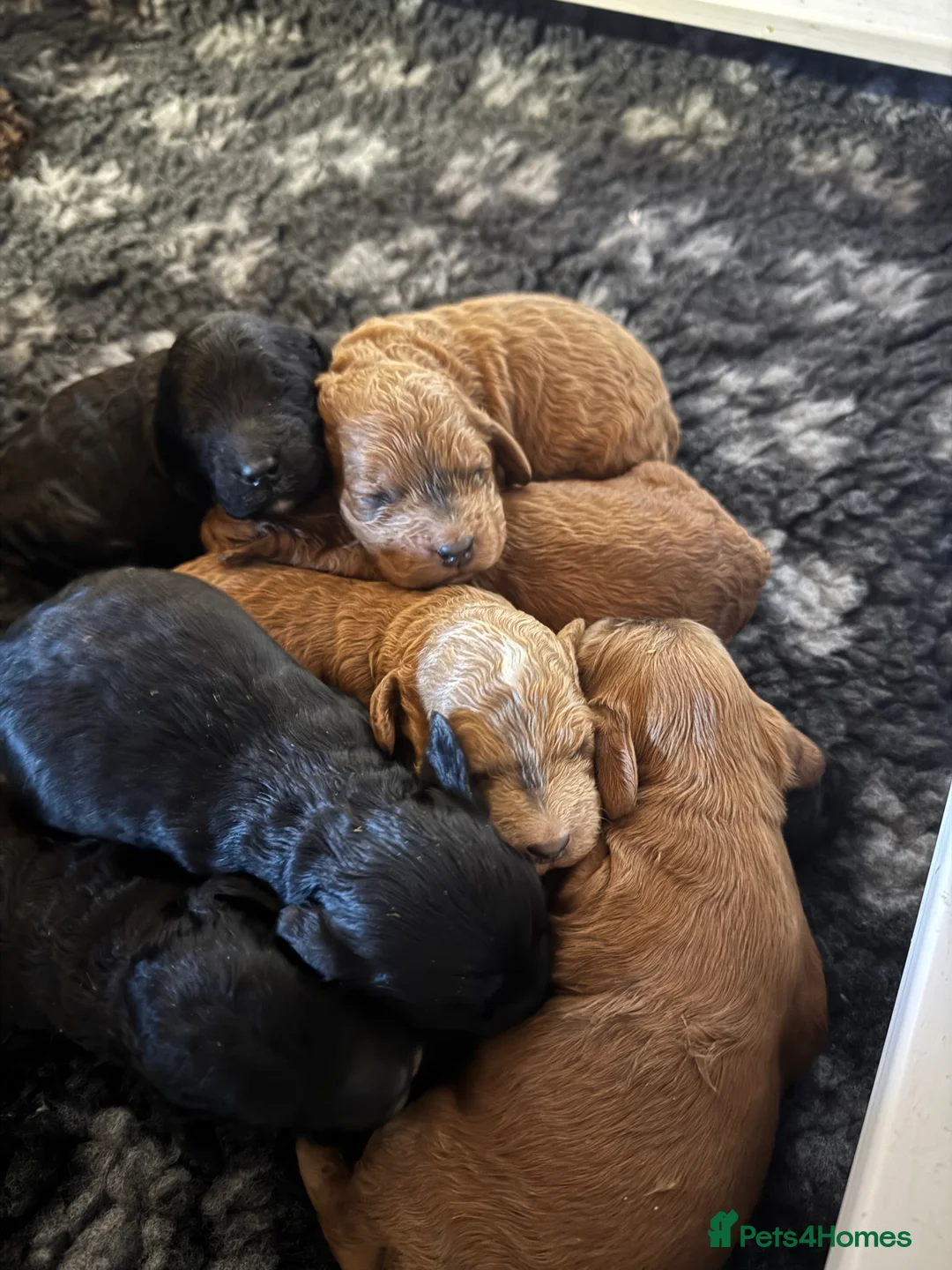 Cockapoo dogs for sale: Show Cockapoo F1b black boy left 5* breeder - Advert 9